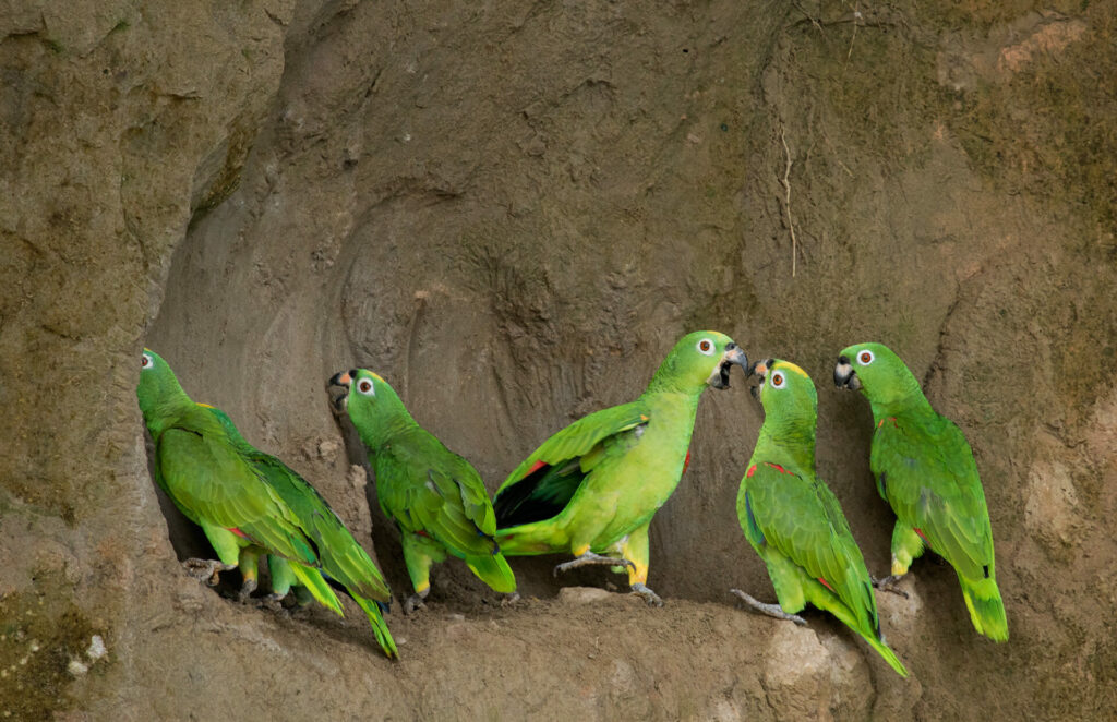 parrots licking clay in Ecuadorian amazon