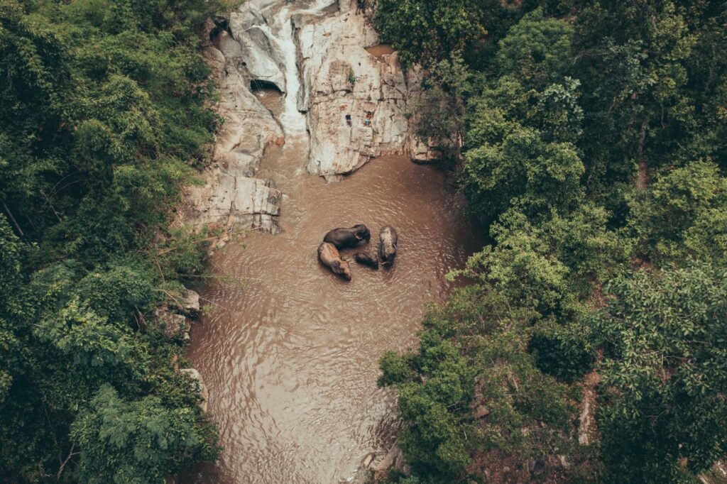 elephants in jungle river