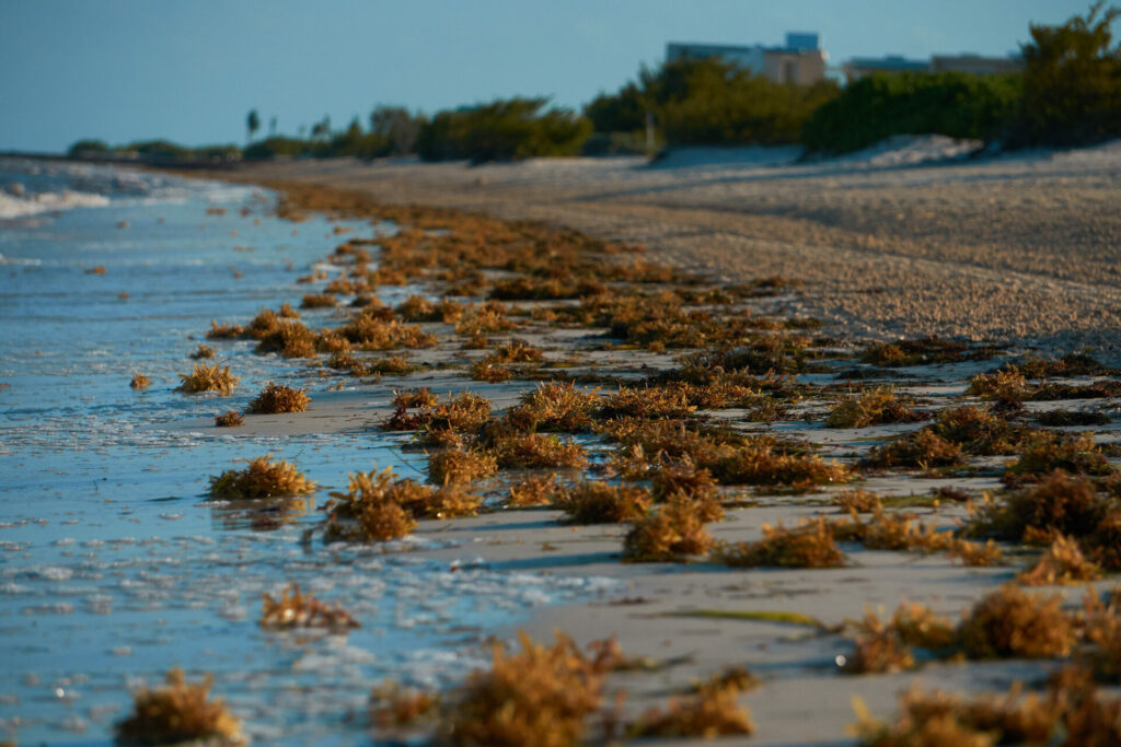 seaweed on the beach 