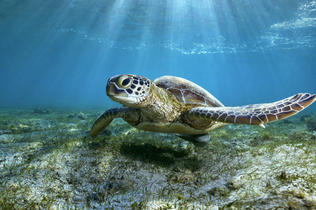 Green turtle with its remora looking for food on sea grass in the lagoon