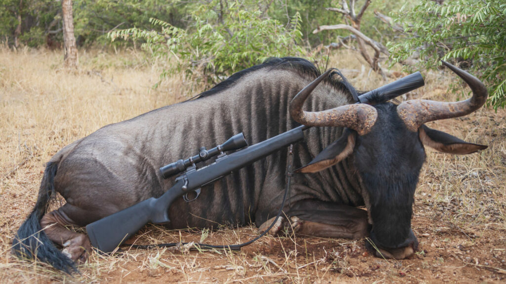 Traditional hunting trophy of male wildebeest and rifle after hunt in South Africa