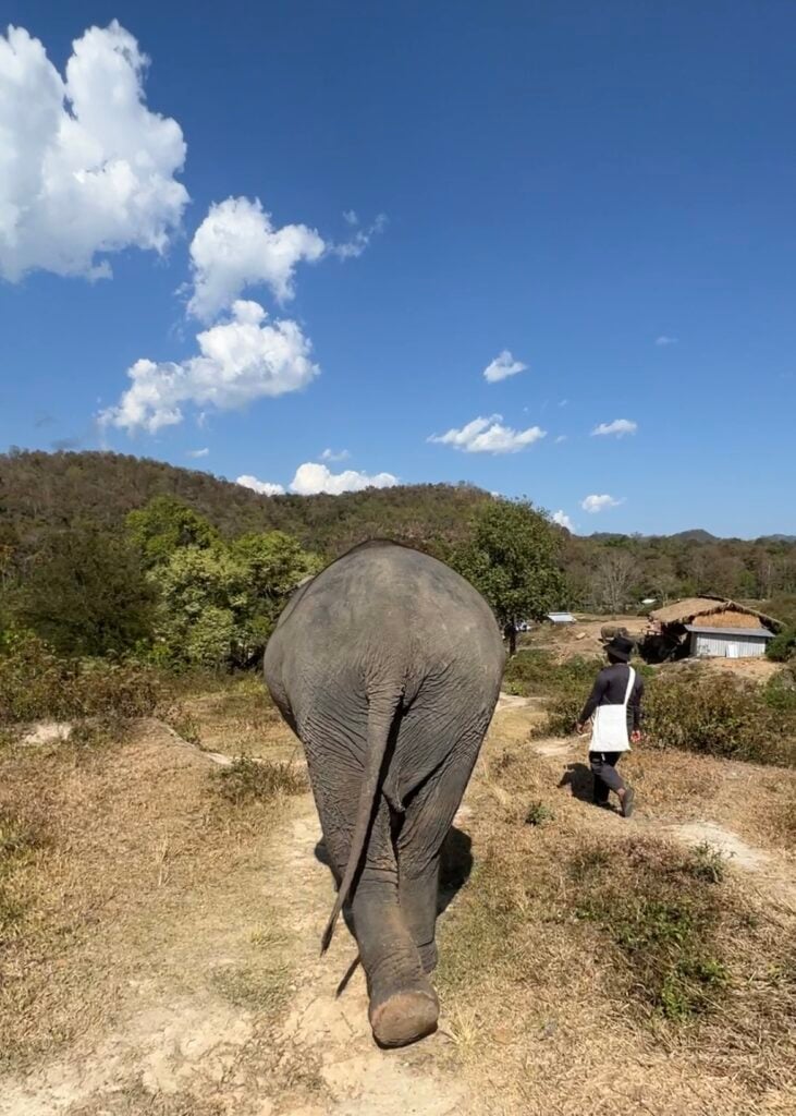 back of elephant strolling 