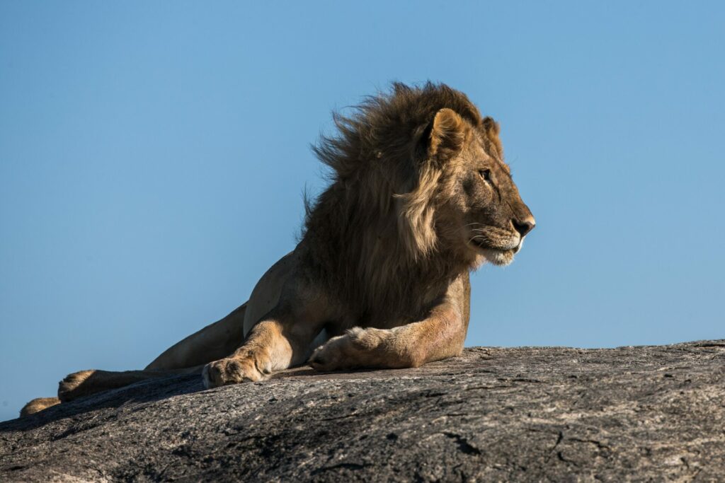 hunting trophies from animals such as lions will no longer be allowed. 