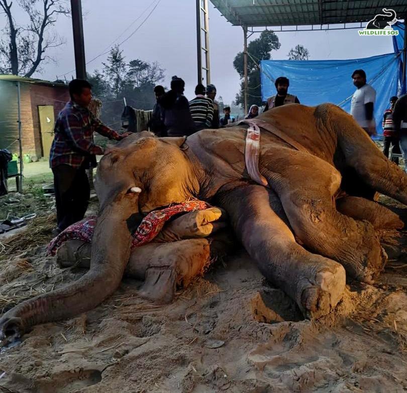 Moti lies on his side after being rescued 