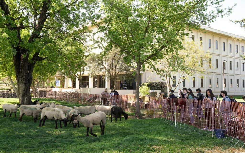 sheep grazing on campus with students watching