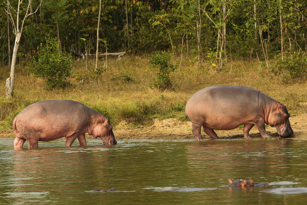 hippos at the water's edge in hacienda napoles park 