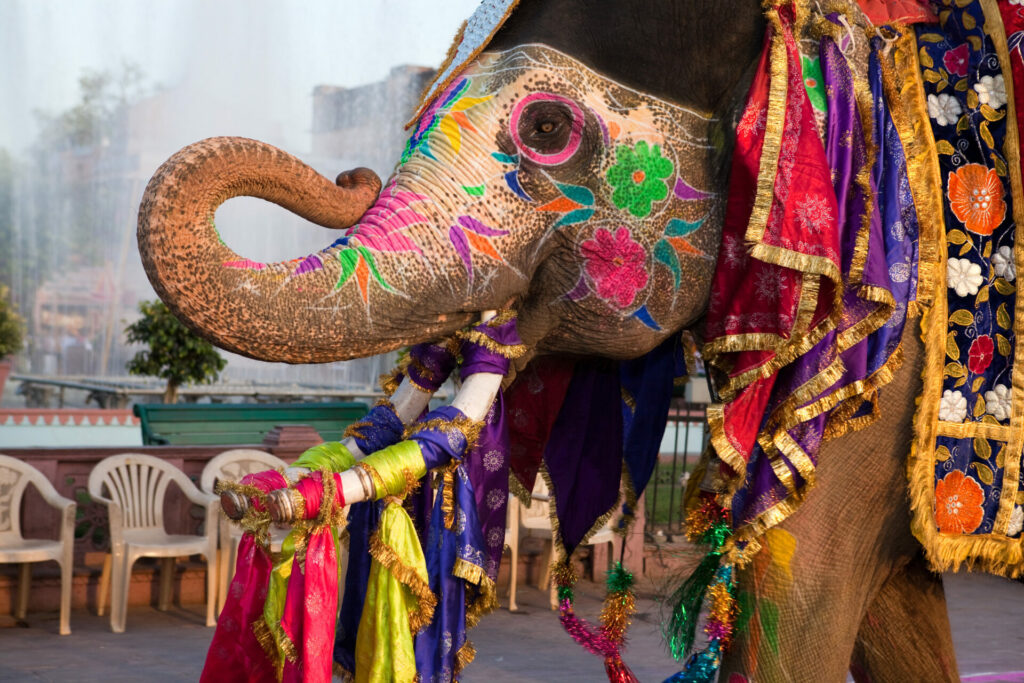 elephant overtly decorated and painted for a festival 