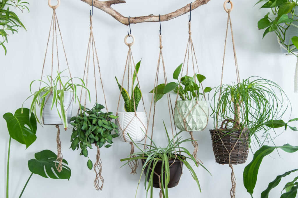 indoor plants  hanging in baskets 