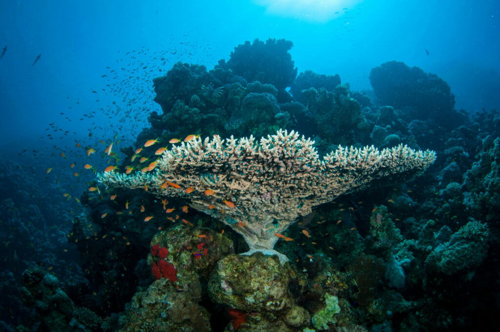 underwater shot showing marine biodiversity