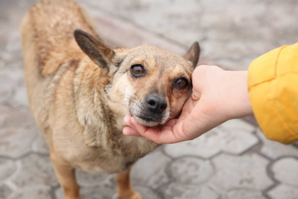 stroking stray dog 