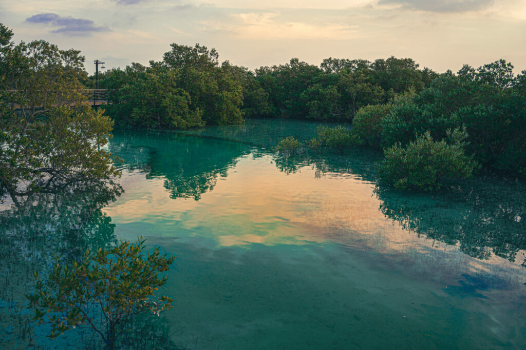 mangroves as activity to do for International Day of Happiness 