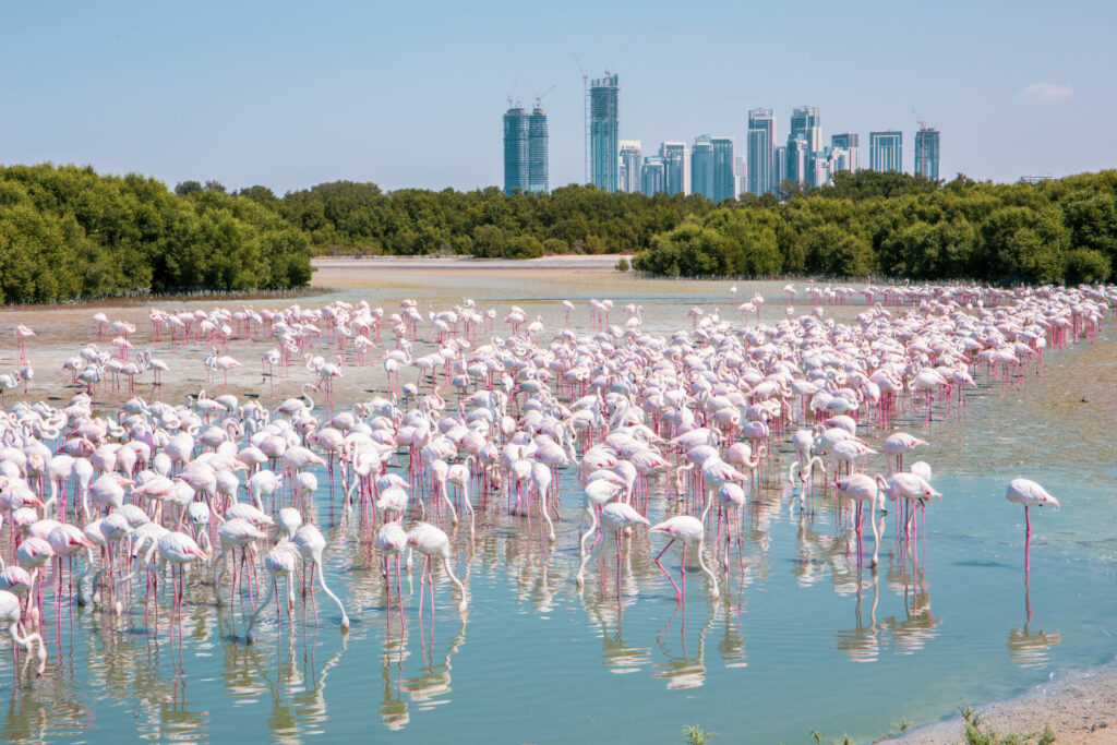 flamingos in dubai 