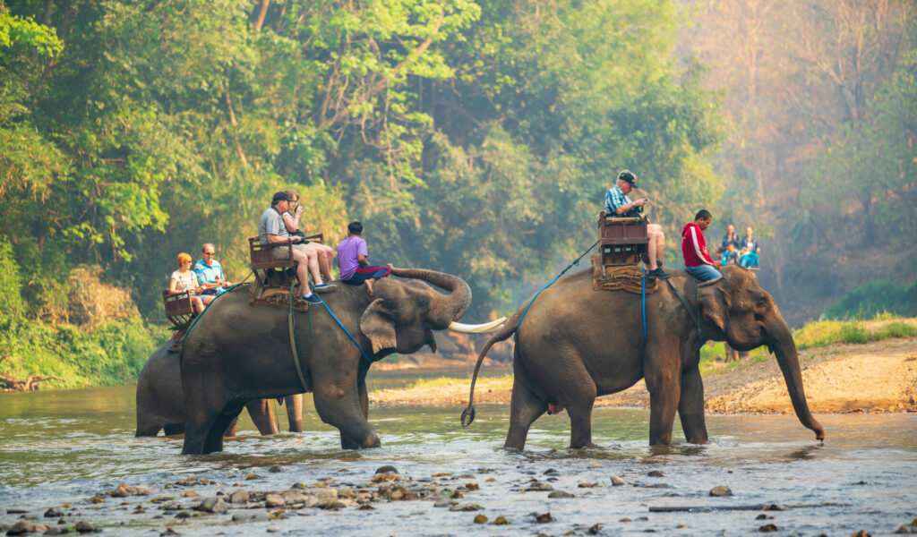 tourists riding elephants 