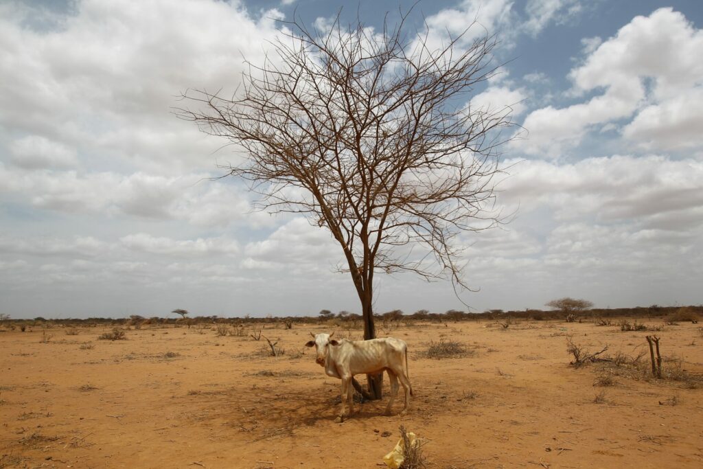 starving cow in the desert in Somalia 