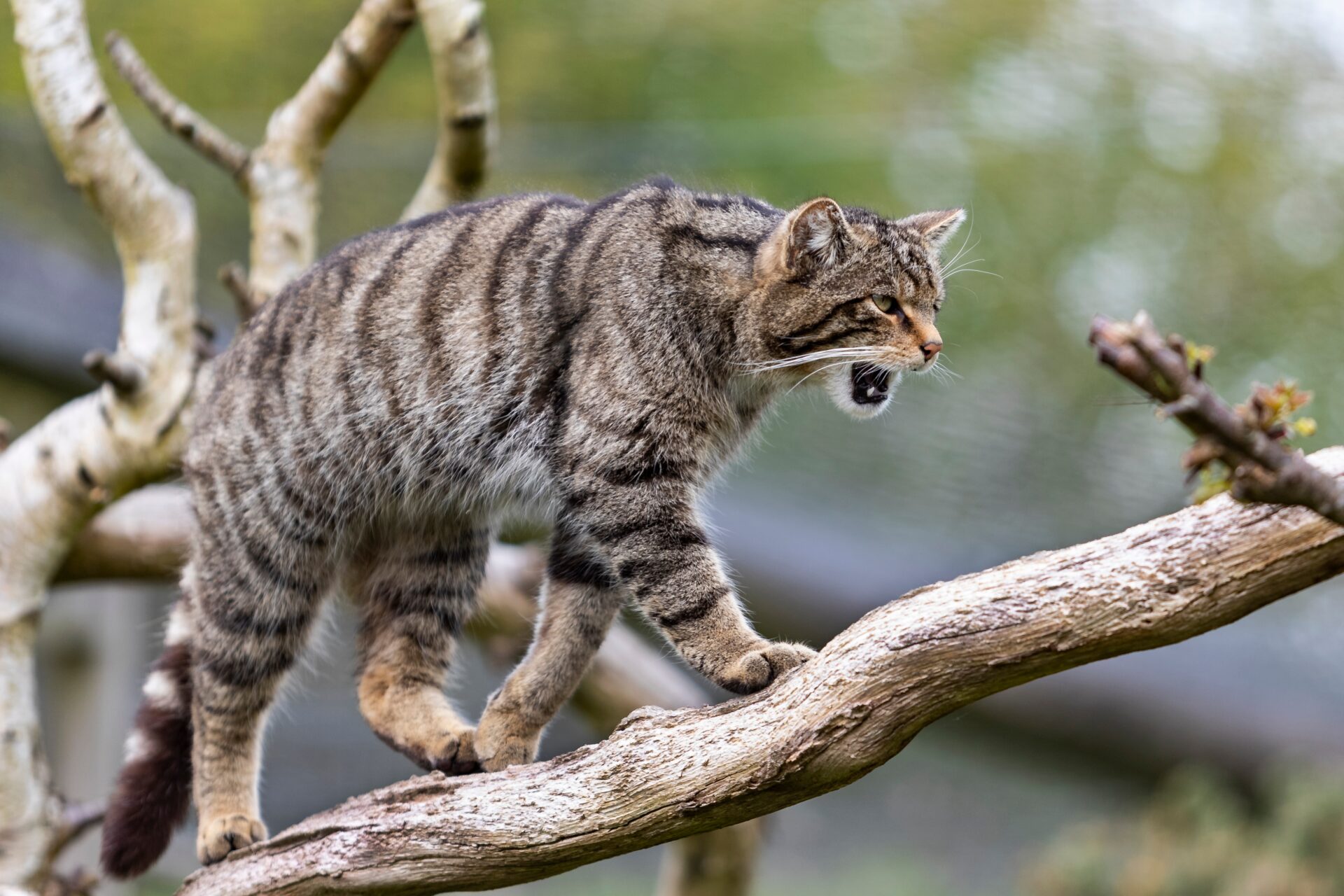 Endangered Scottish Wildcats Set Free To Save Species