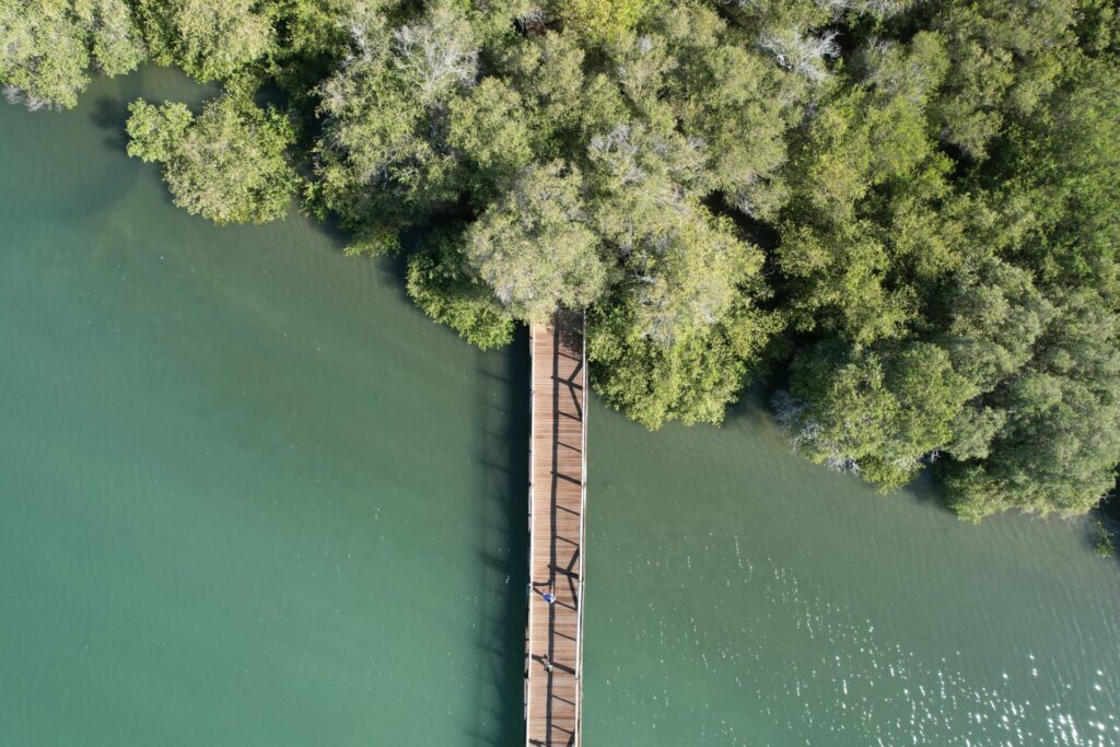 boardwalk into mangroves as free activities for kids 
