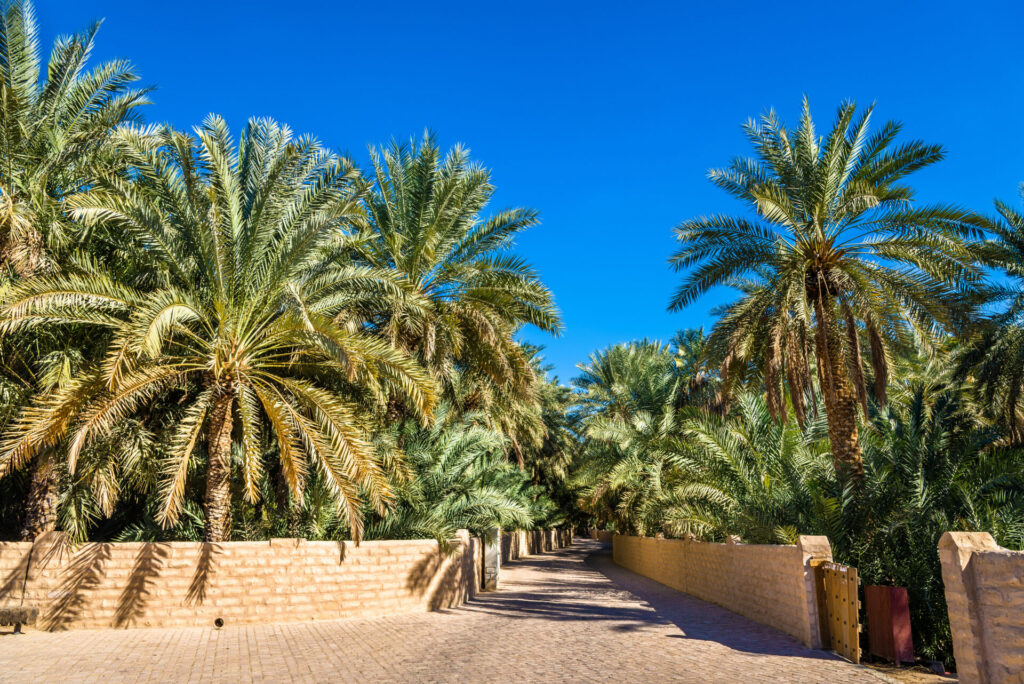 date plam plantation in al ain 