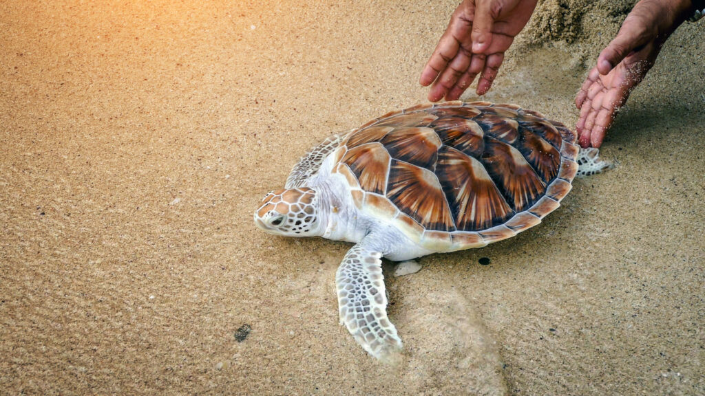 turtle being released on beach 