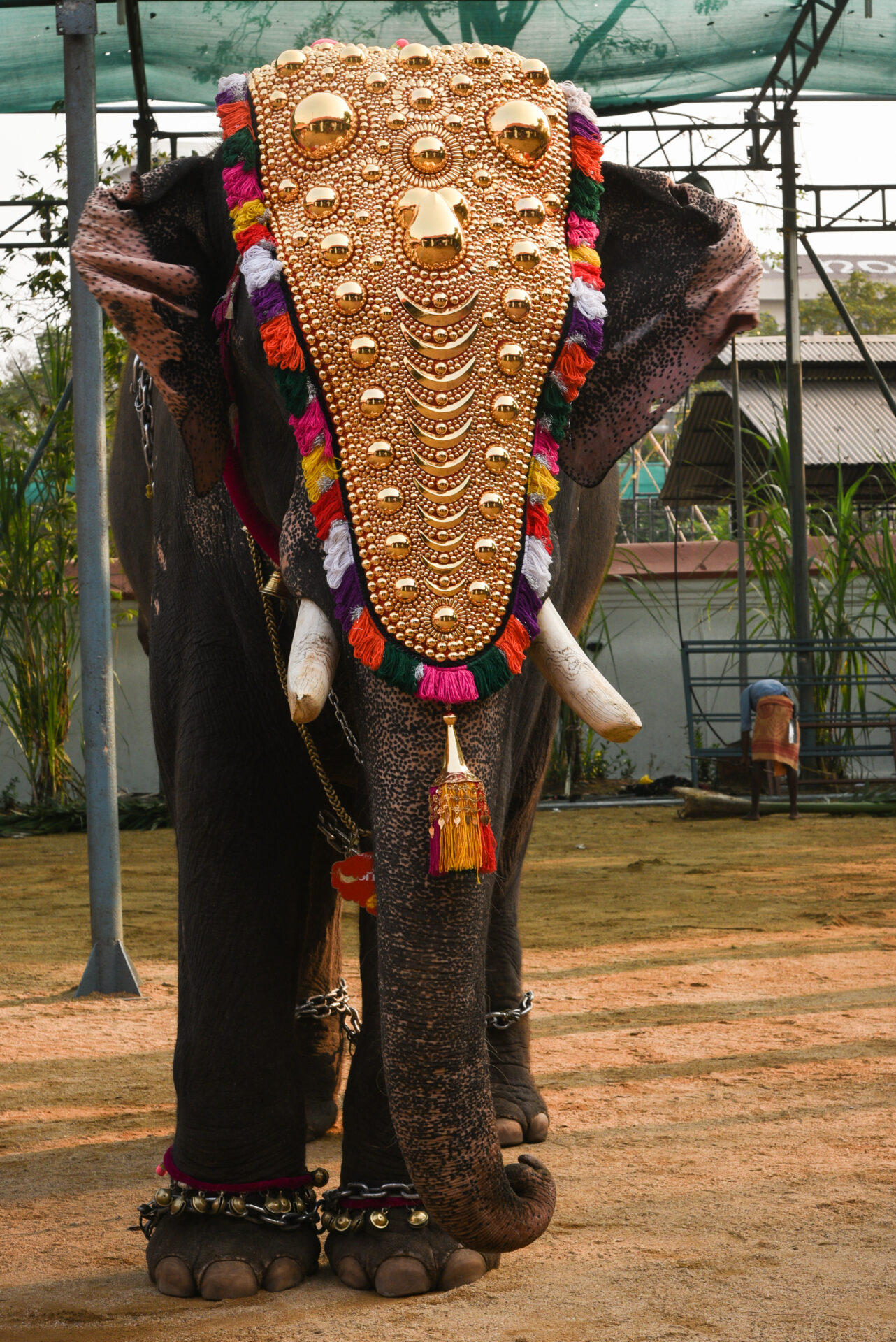 Elephant Ritual Realistic Robot Elephant Amazes At Indian Temple Ritual