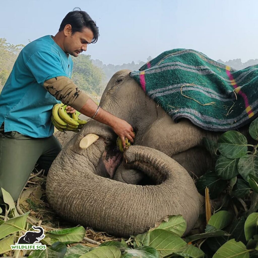 vet feeds Moti bananas