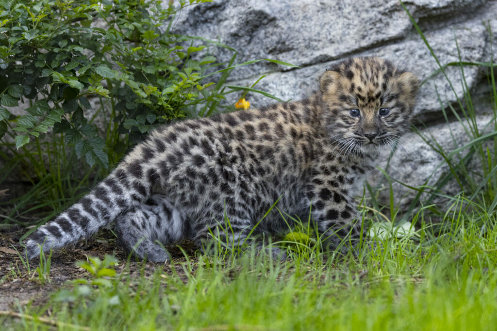 The Amur leopard cubs are born blind and are so vulnerable the mum keeps them hidden initially. 