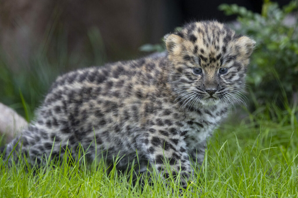 one of amur leopard twin cubs born at San Diego zoo 