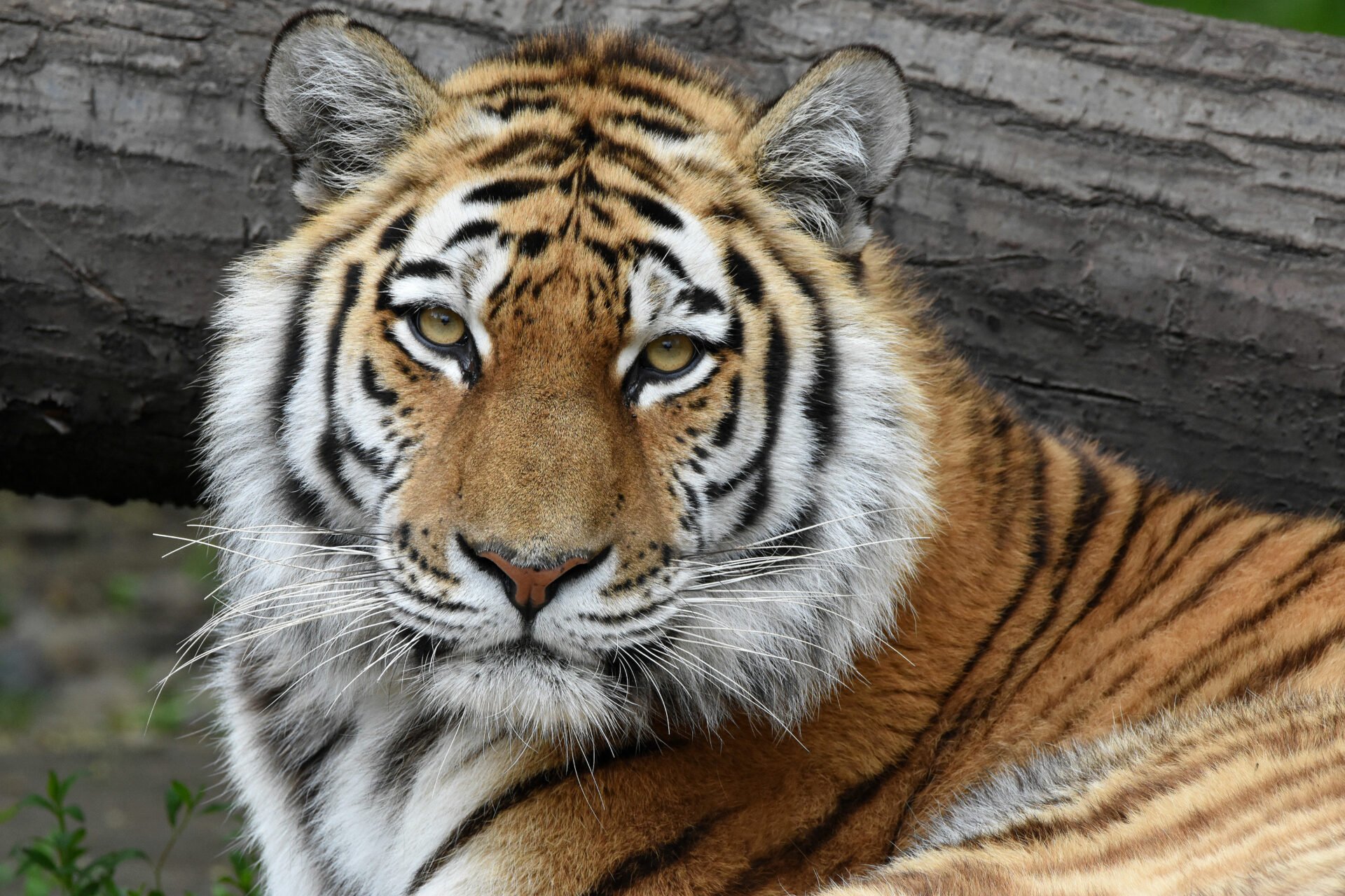 Siberian tiger peaceful