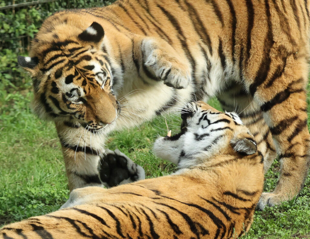 Two Siberian tigers fighting 