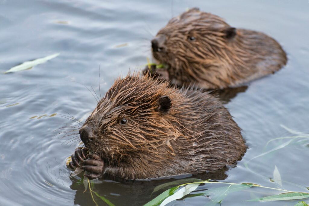 two young beavers in water 