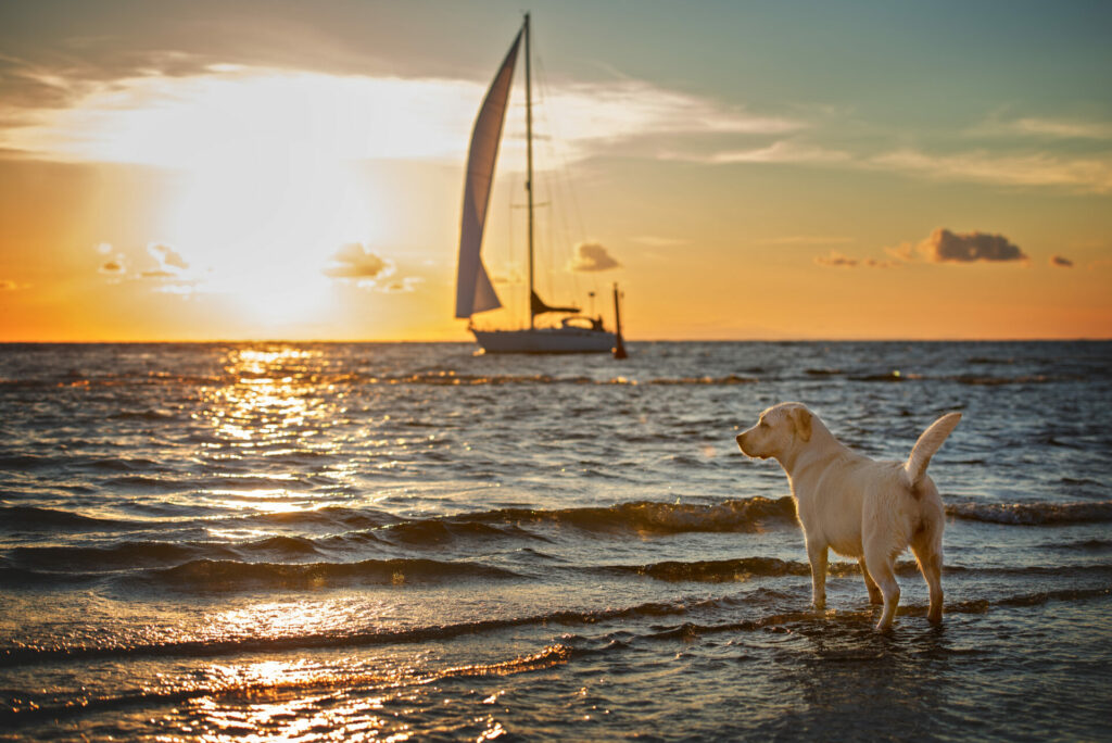 dog looking out to sea and at a boat from  the beach in travel concept of pet-friendly hotels 