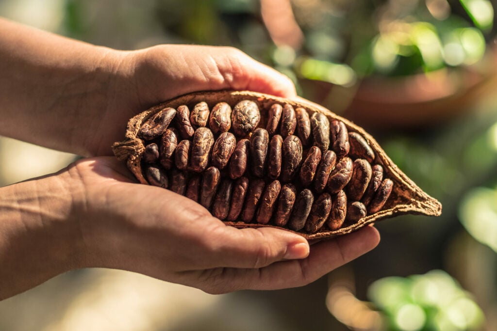 Cocoa pods with cocao beans 