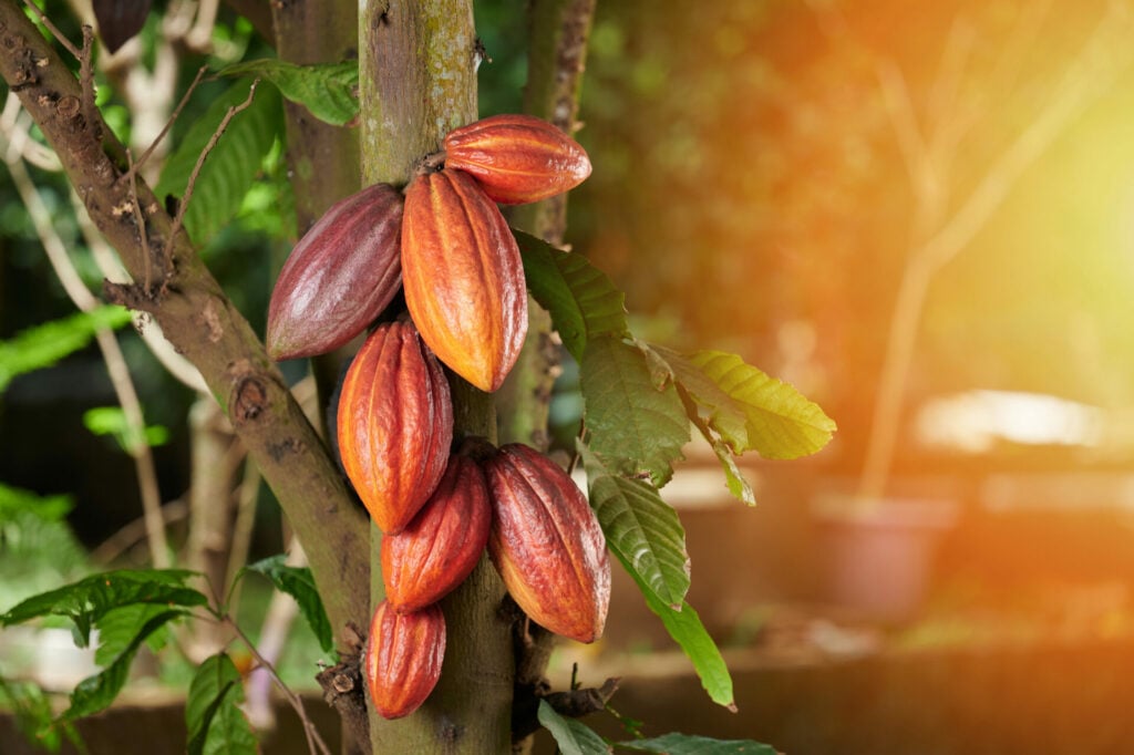 cocao pods on tree in sunshine 