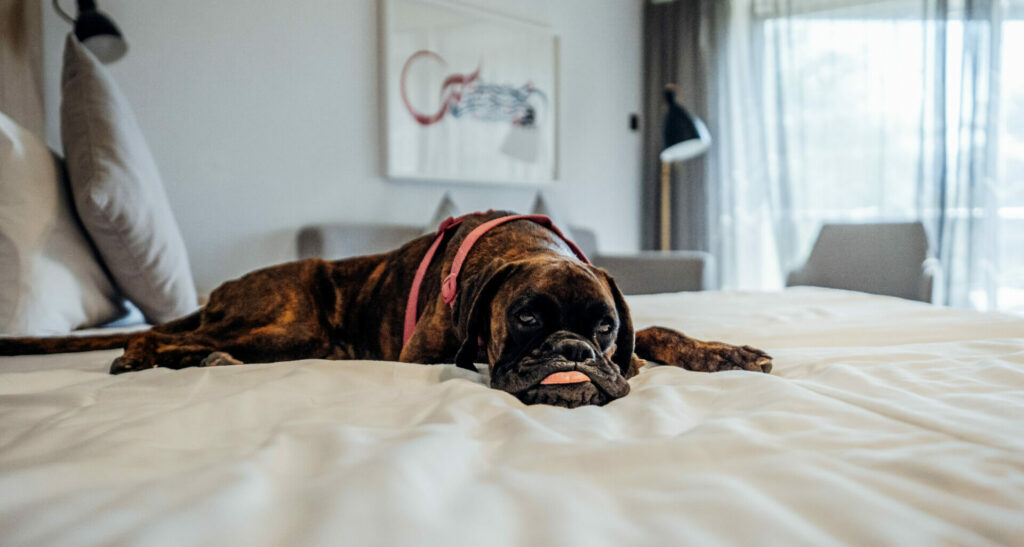 cute dog lying on bed in pet-friendly hotel in uae 