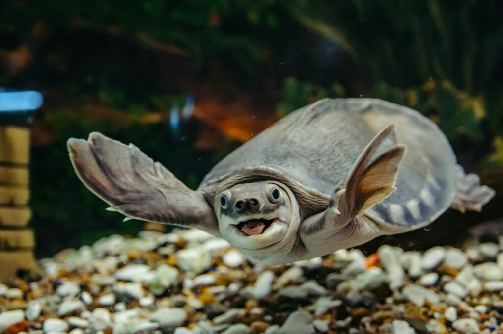 Australian reptile, the pig-nosed turtle