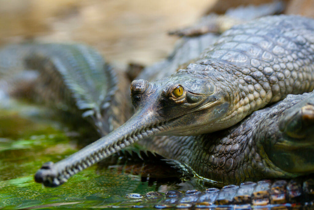 a critically endangered reptile: the gharial, a fish-eating crocodile with a thin snout 