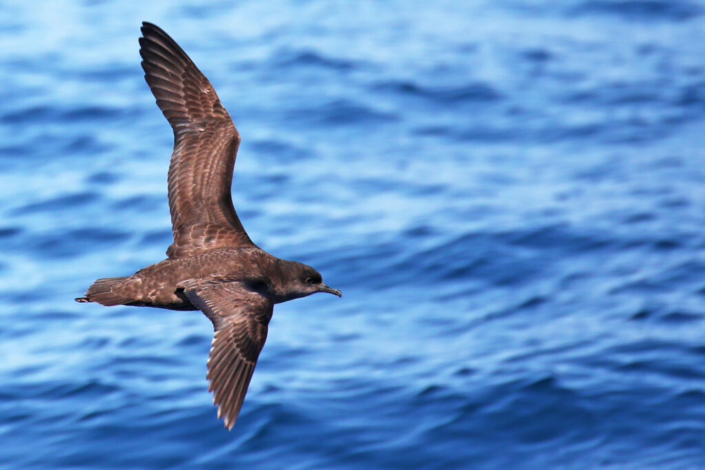 shearwater seabirds are first wildlife to be diagnosed with plasticosis caused by plastic in the environment 