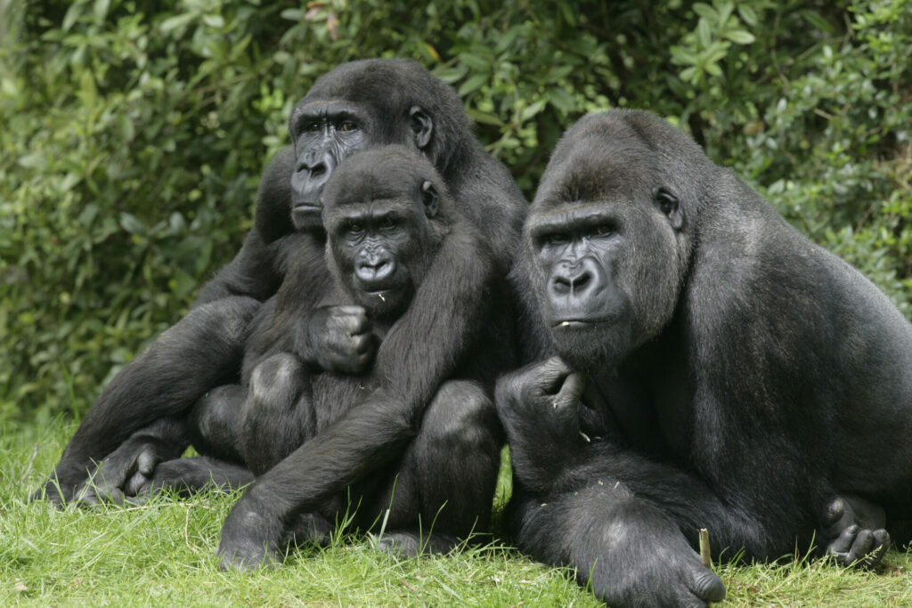 fatou is a western lowland gorilla like the three pictured here 