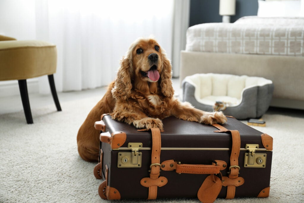 dog with suitcase in pet-friendly hotel