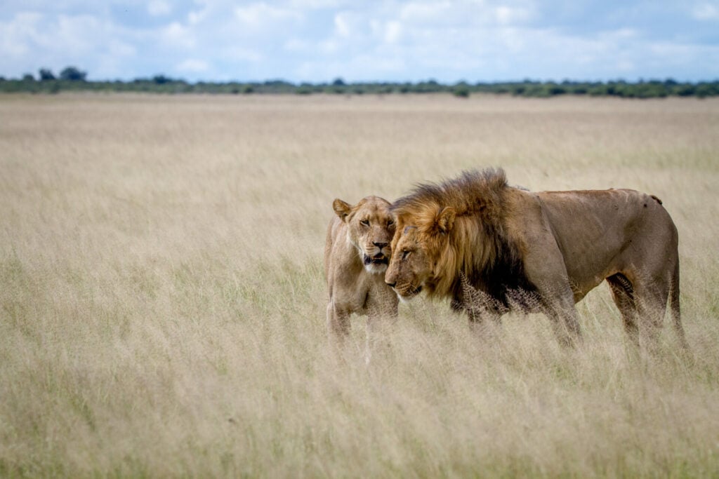 central African lions like the subspecies spotted in Chad 
