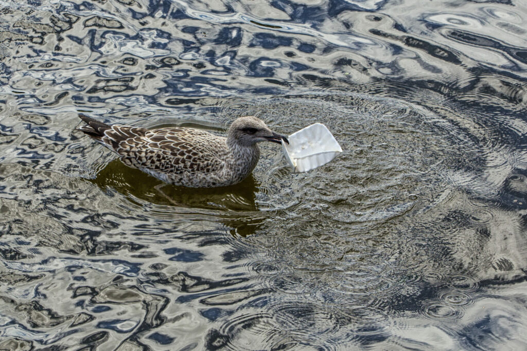 seabird eating plastic container