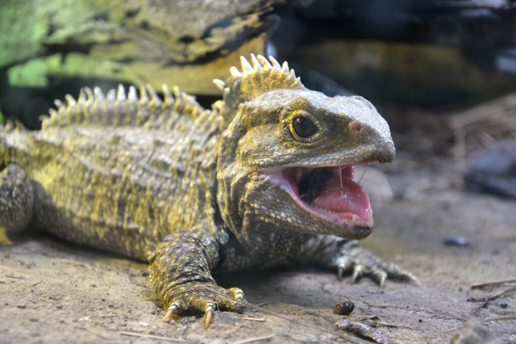 The Tuatara is the last surviving lineage of reptiles that slithered alongside dinosaurs 