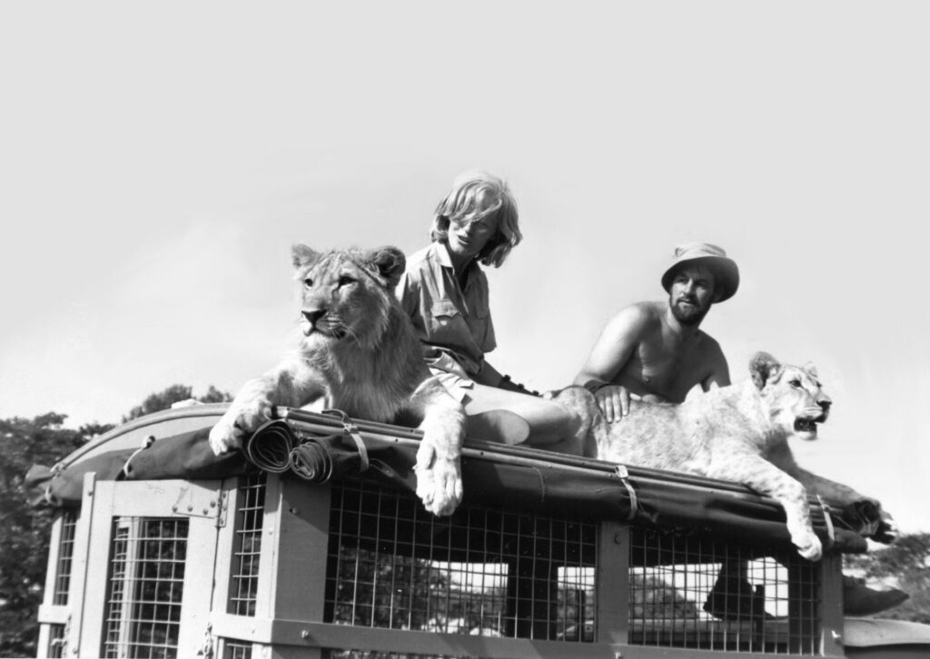 Virginia McKenna and husband Bill Travers with wild lions on the set of Born Free movie 