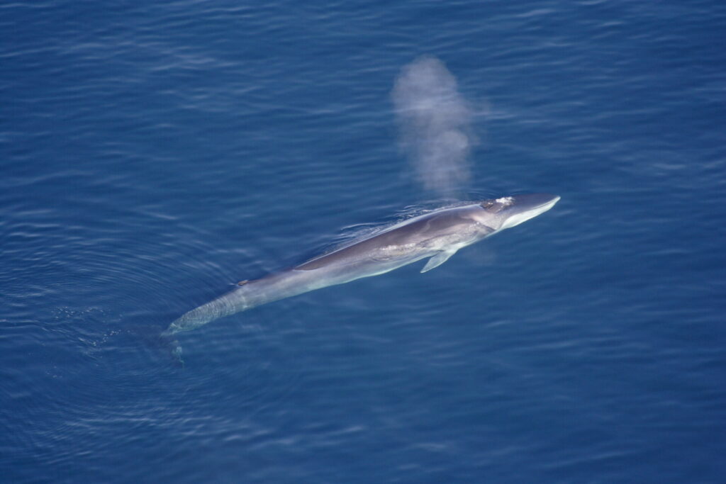 fin whales are often killed for their meat 