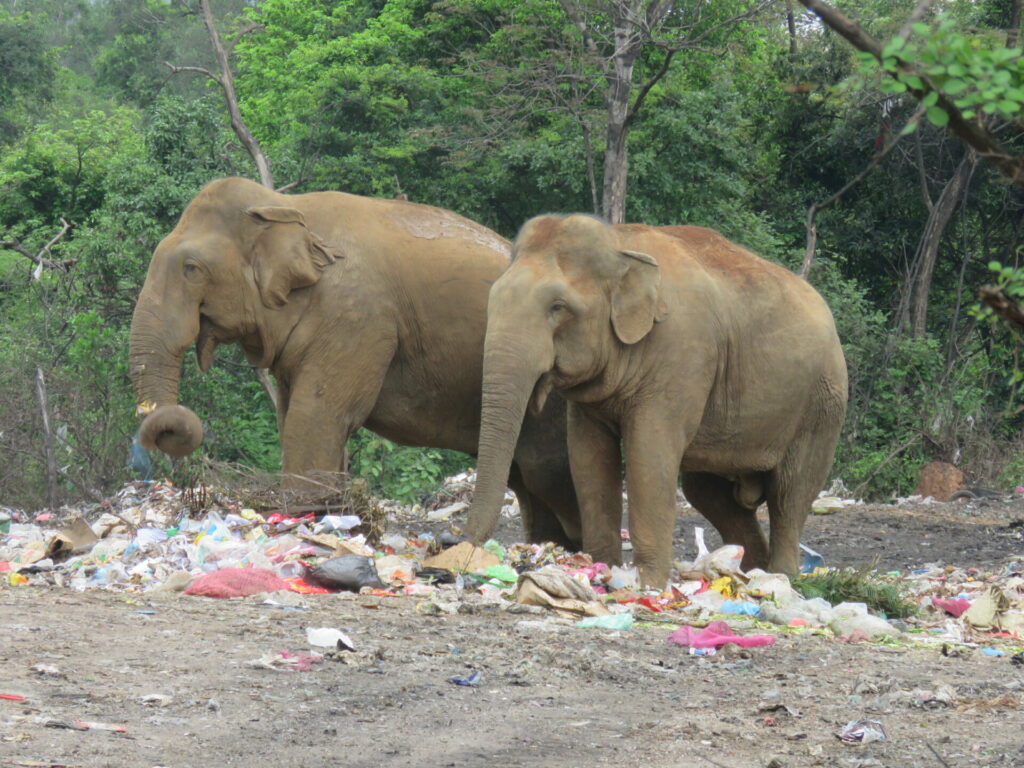 elephants eating waste strewn with plastic at open landfill by their habitat in Sri Lanka 