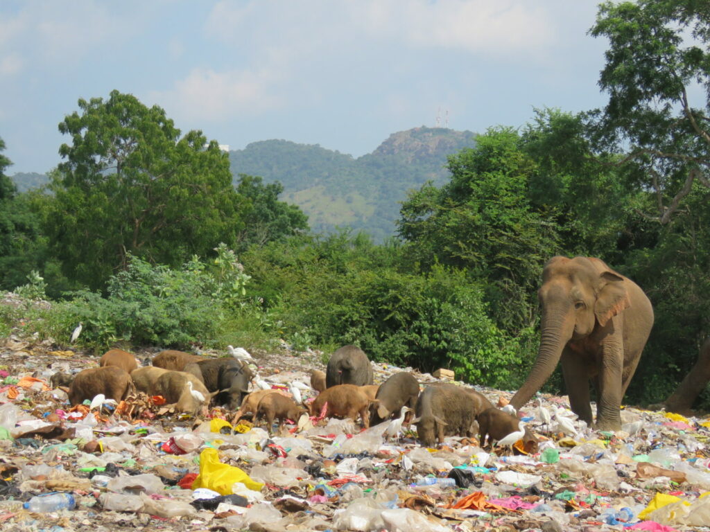 elephant eating plastic at landfill with other animals