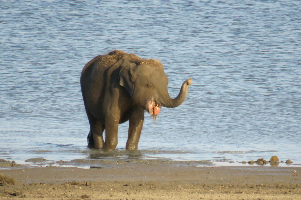 elephant with seriously injured mouth after eating human-made explosive bait i