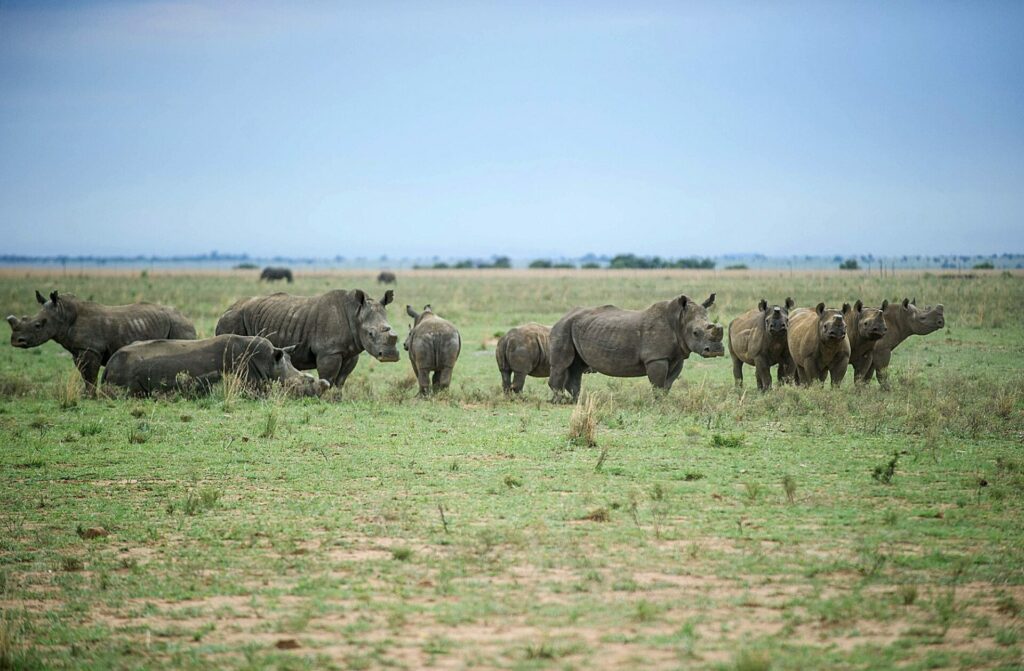 a crash of rhinos stood in a field 