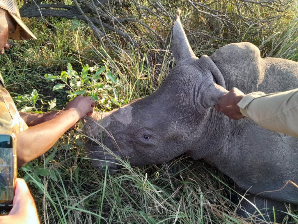  rhino calf being administered medicine 