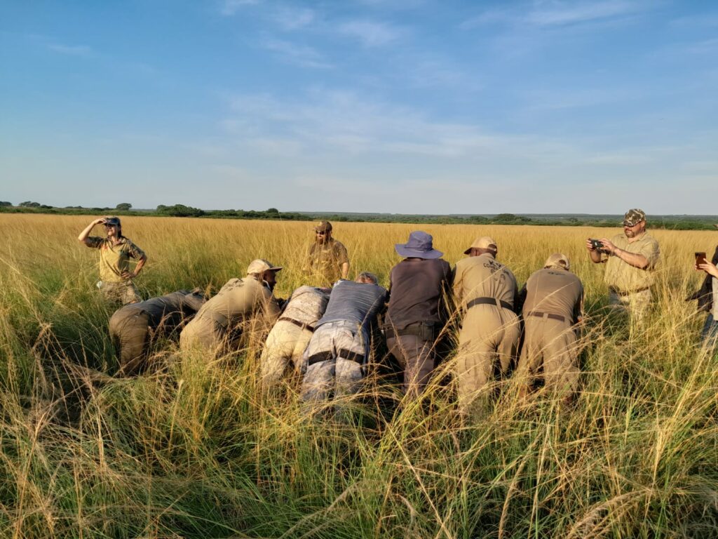 Dogs 4 Wildlife team in long grass pushing the rhino calf to assist it 