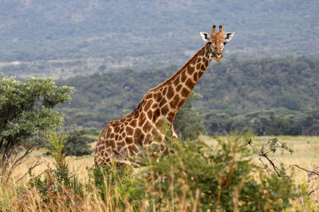 giraffe in waterberg region south africa